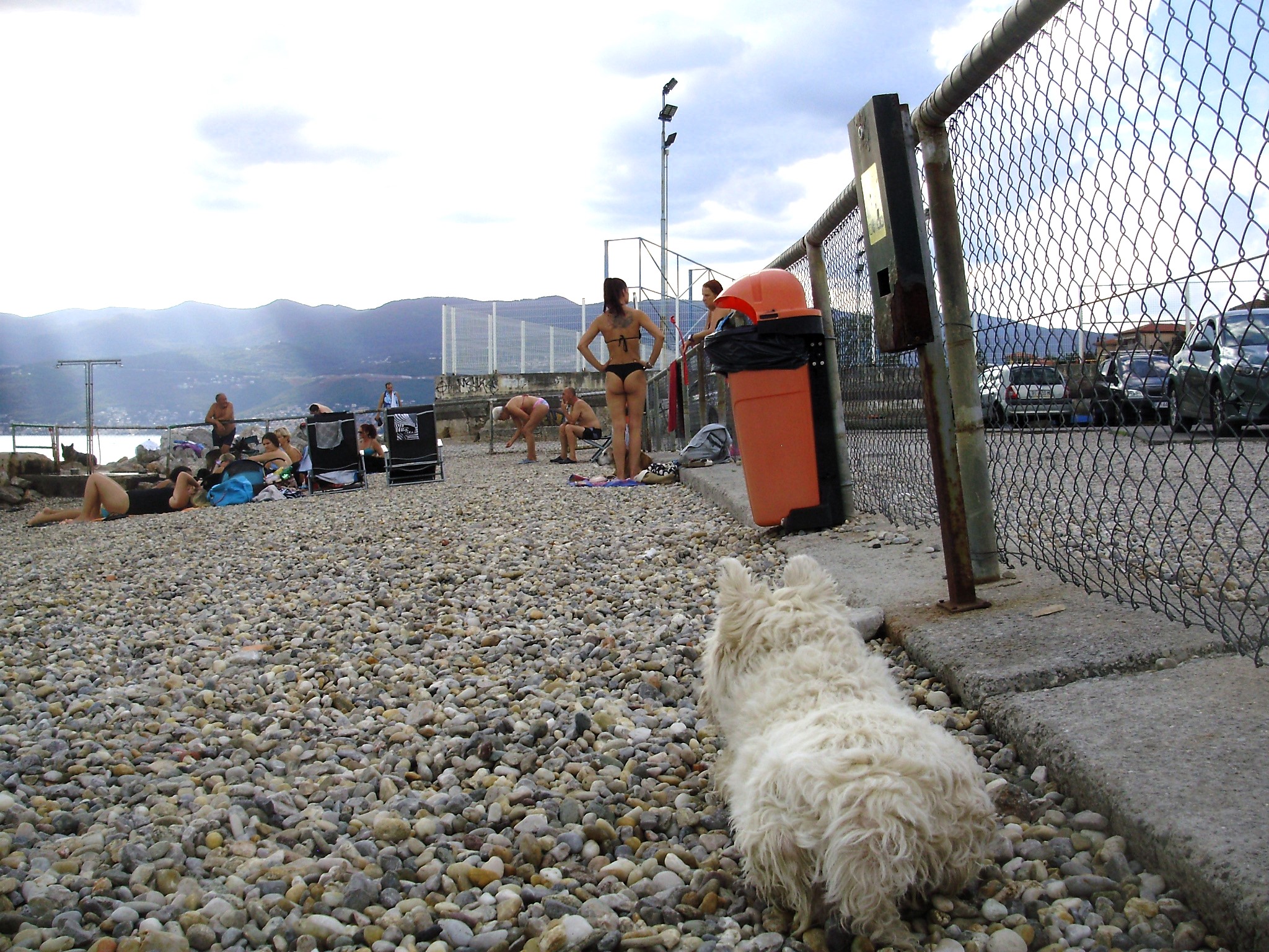 Posao, poezija ,psi, plaža i neuklopljeni jezici - slika 3