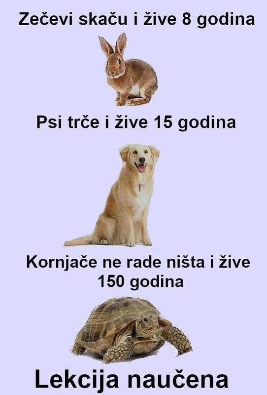životinjsko carstvo hehe - slika 3